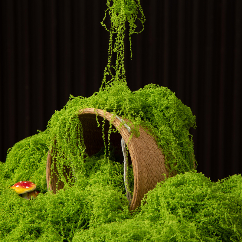 200g Ewiges Leben Moos DIY Bas – Terrarium Moss Art Bewertung und Preis